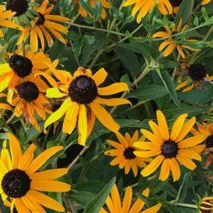 Meet your Posher, Hillary